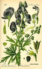 Aconite-2