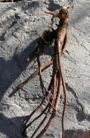 Comfreyroot