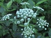 Hemlock