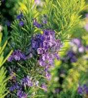 Rosemary