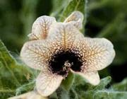 Henbane