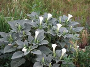 Jimsonweed
