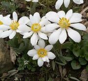 Blood Root