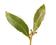 -Bay leaf pair443