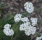 Yarrowroot
