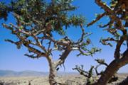 Frankincense2