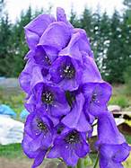 Aconite