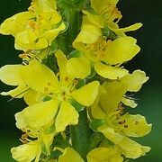 Agrimony-1