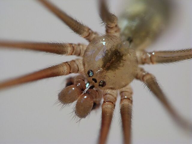 File:800px-CellarSpider.jpg