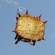 A kite spider 2
