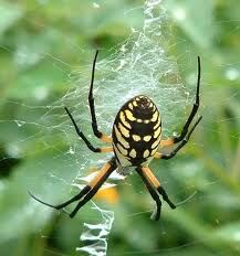 Garden Spider (Argiope aurantia) | Spidapedia Wiki | Fandom