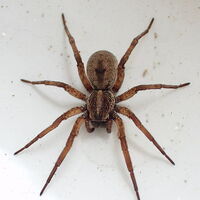 Wolf Spider Lycosidae Spidapedia Wiki Fandom