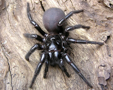 Sydney Funnel-Web