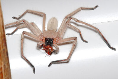 Huntsman spider with meal