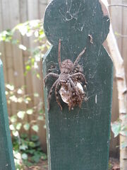 Huntsman Spider egg sac hatching 23 Jan 11