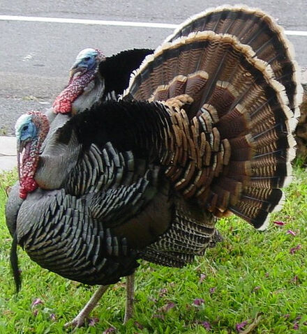File:Hobgobbler Roderick Turksley.jpg