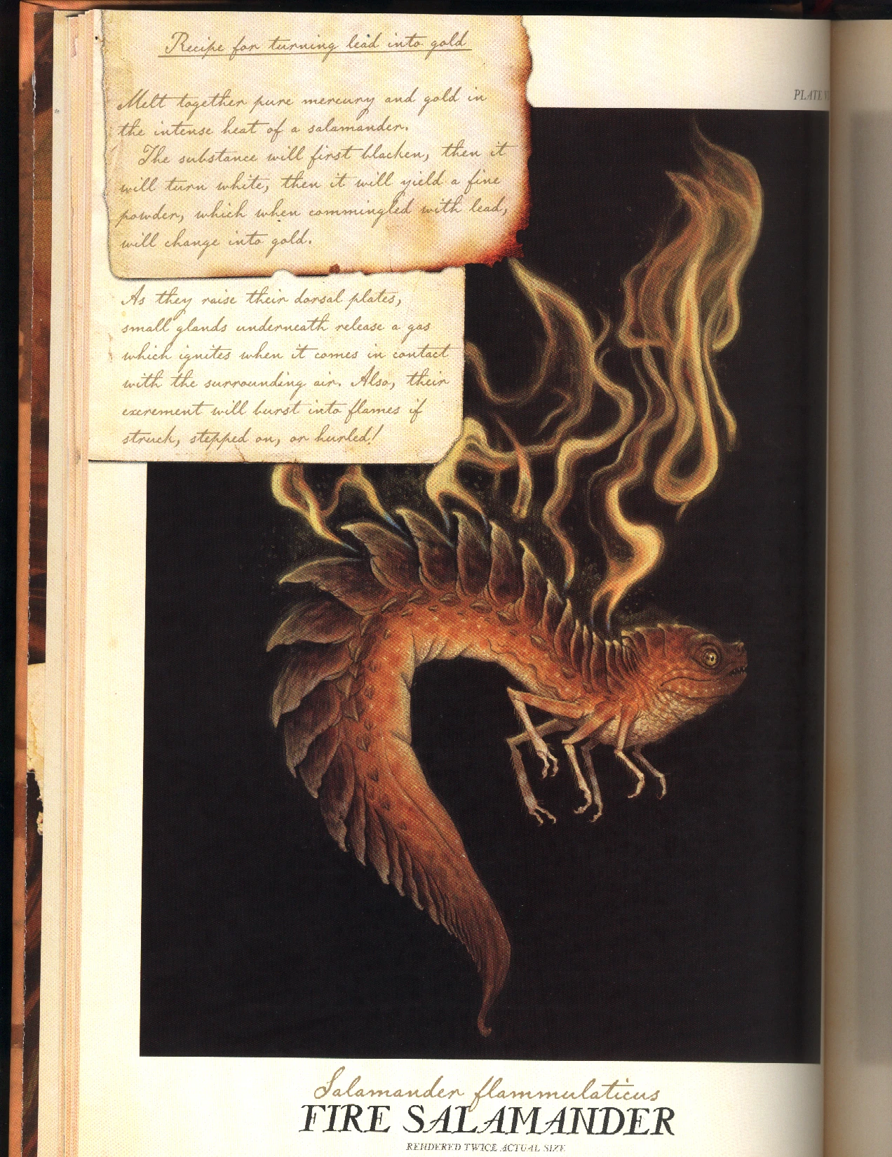 Salamander Spiderwick Chronicles Wiki Fandom