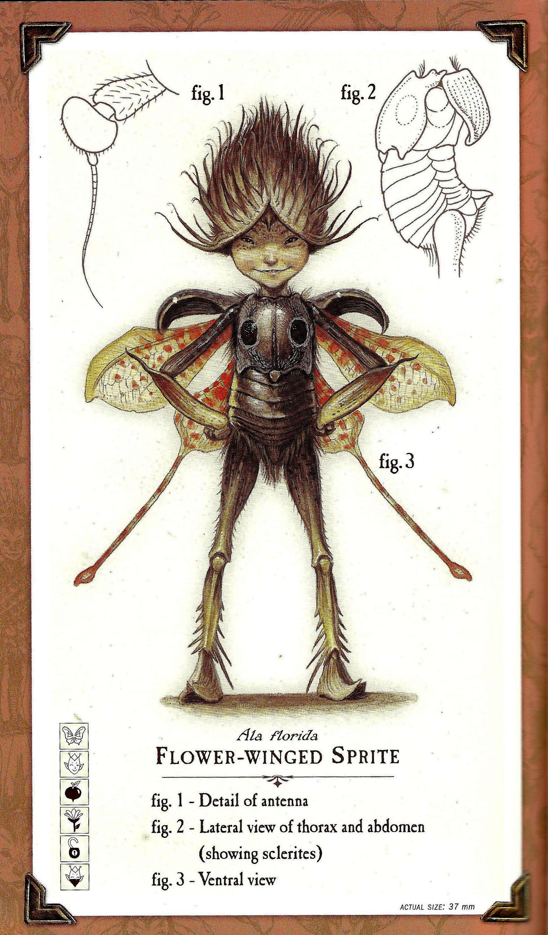 Image - 14.jpg Spiderwick Chronicles Wiki FANDOM powered by Wikia