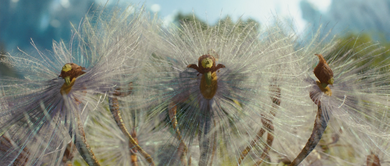 Sylph