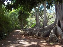 Velociraptor paddock area