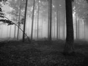 180px-Dark-forest-nature-scenery