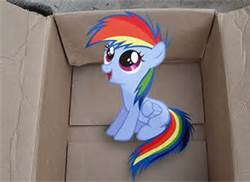 My little dashie
