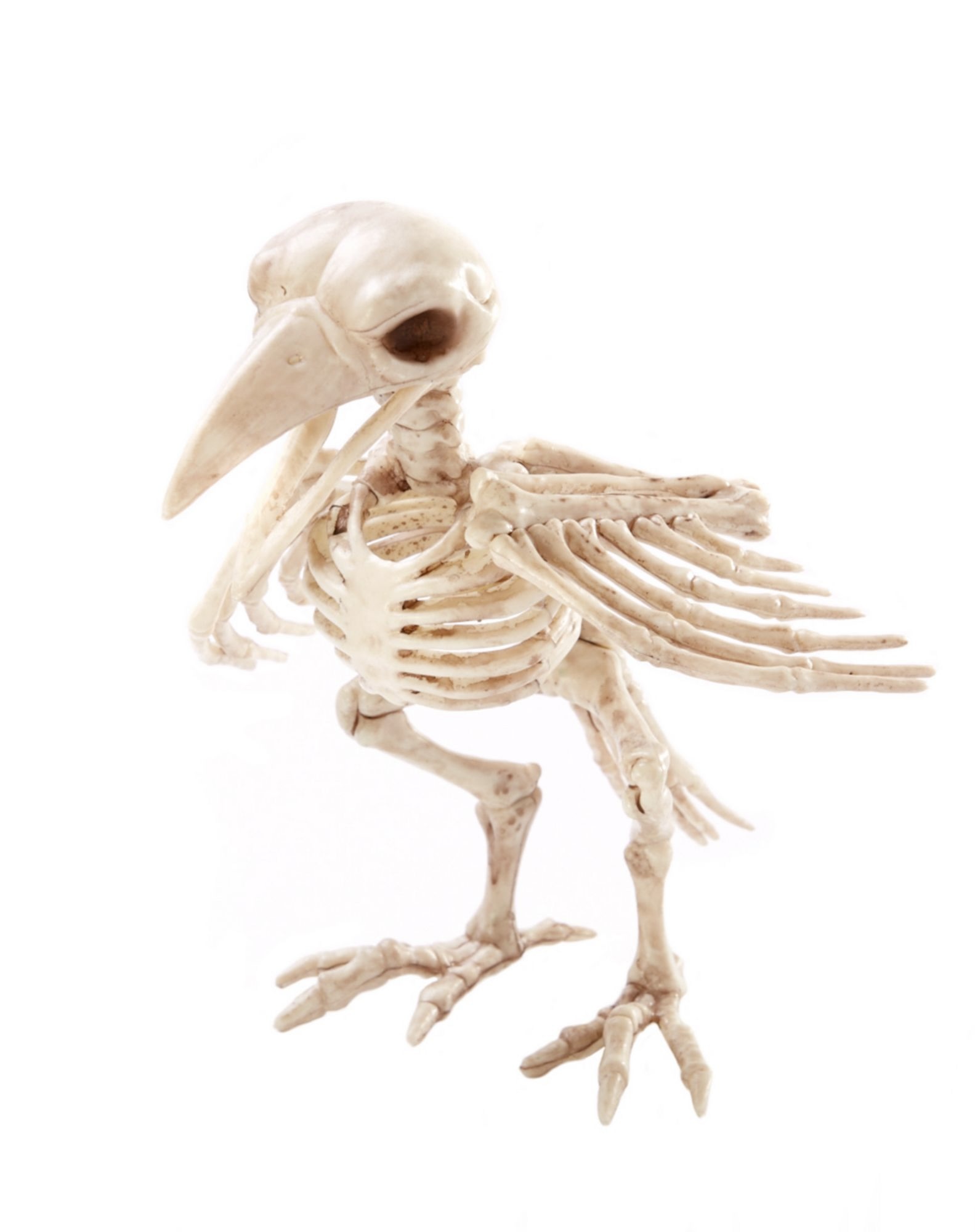 Скелет вороны