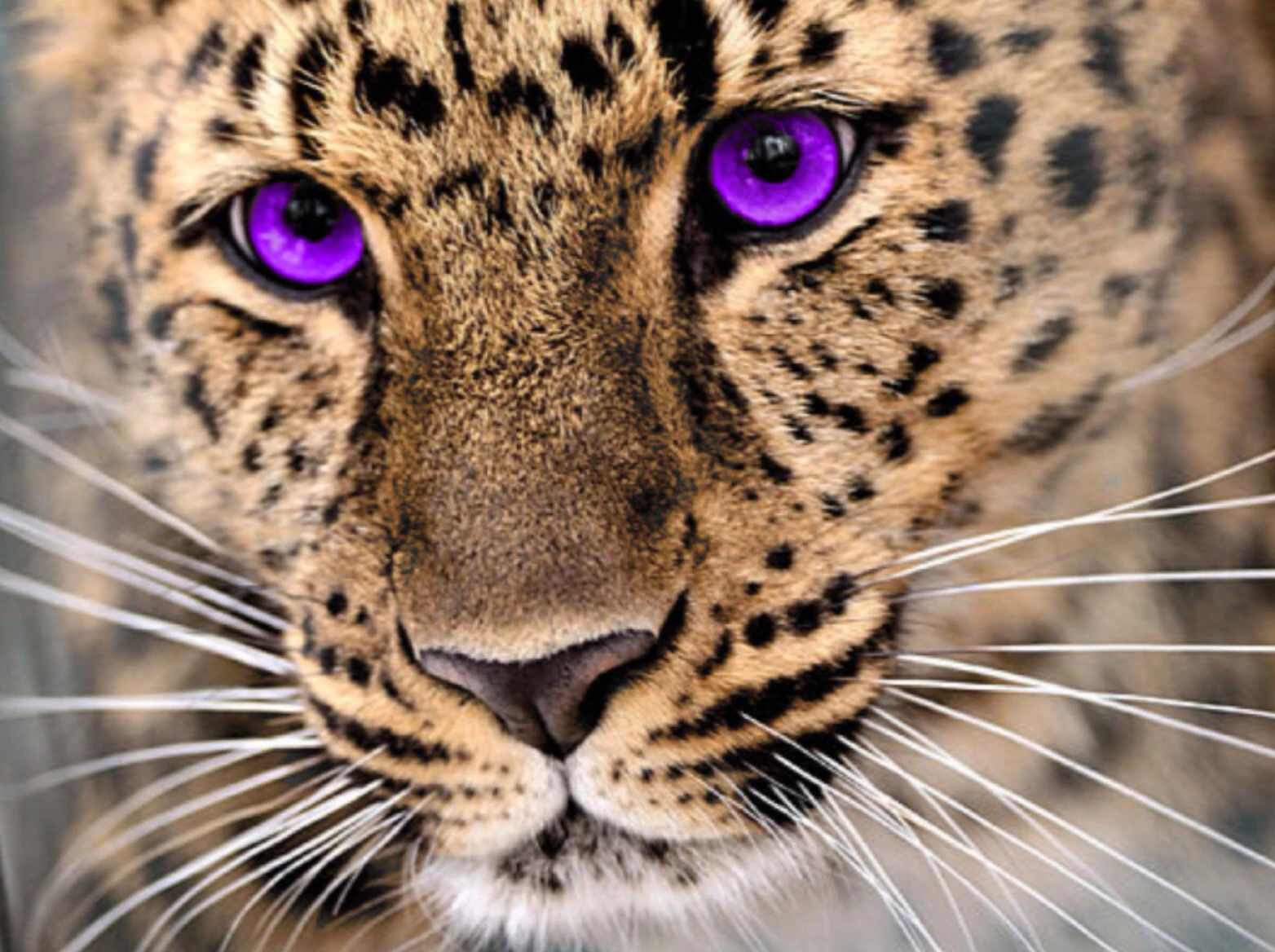 Image Uraza 0 jpg Spirit Animals Wiki FANDOM Powered By Wikia