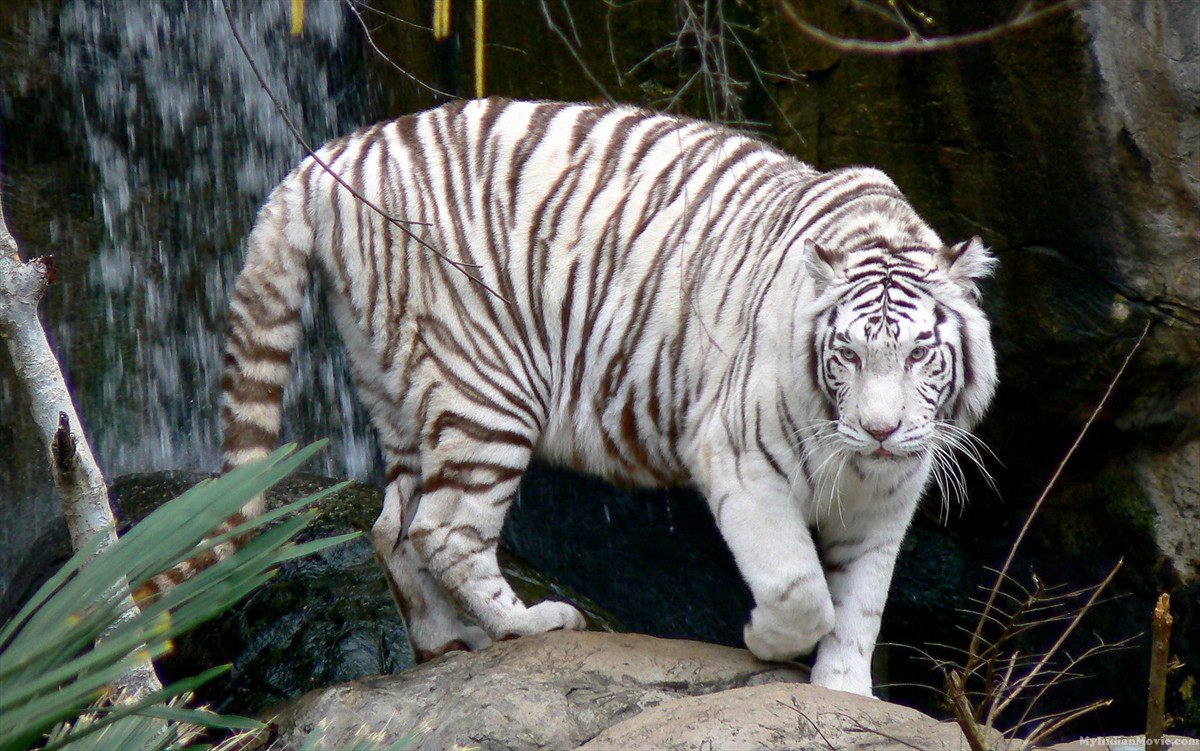 Image White Tigerjpg Spirit Animals Wiki FANDOM Powered By