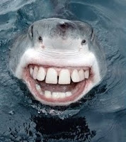 Friendly shark 2