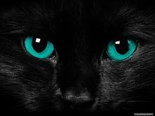 Scary cat eyes-1600x1200