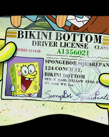 Spongebob S Driver S License Encyclopedia Spongebobia Fandom