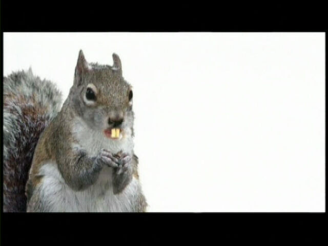 File:SandyCheeks(Squirrel).jpg