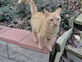 Garfield (2013 version)