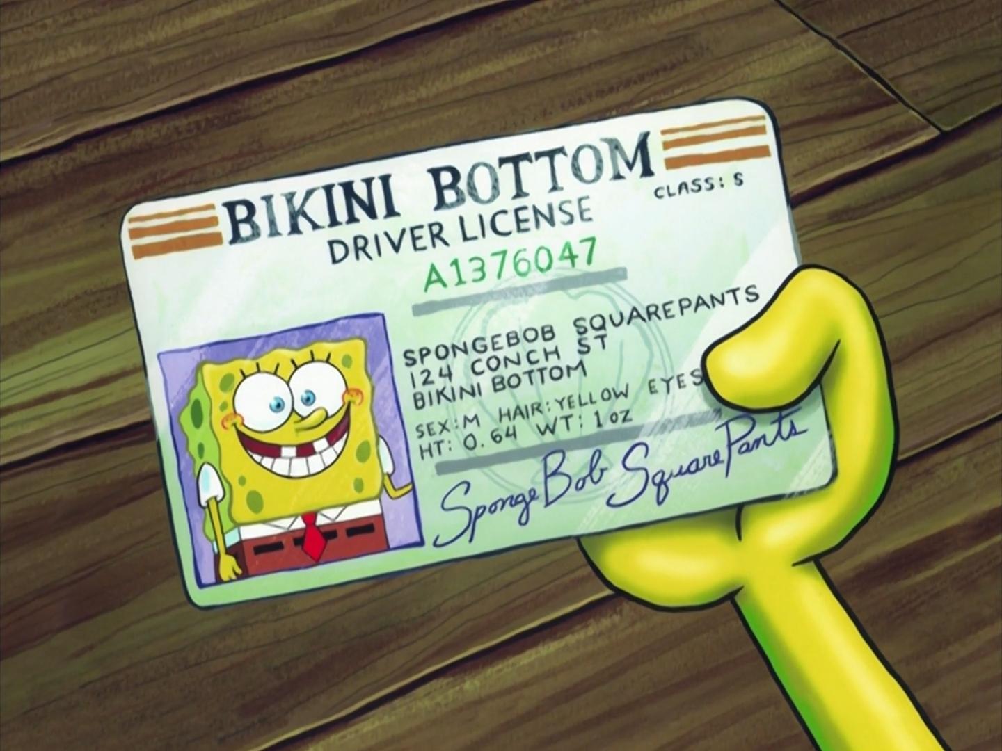 List Of Driver S Licenses Encyclopedia Spongebobia Fandom
