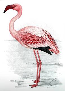 The Lesser Flamingo