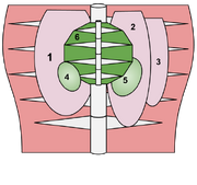 Pnolthane Caridio