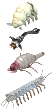 Worm-types