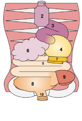 Pnolthane Digestive (1)