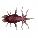 Tortii