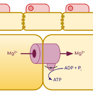 Faradae Structure