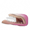Mouth