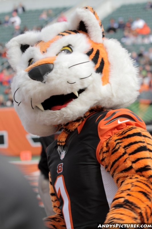 Who Dey (Cincinnati Bengals) | SportsMascots Wikia | Fandom