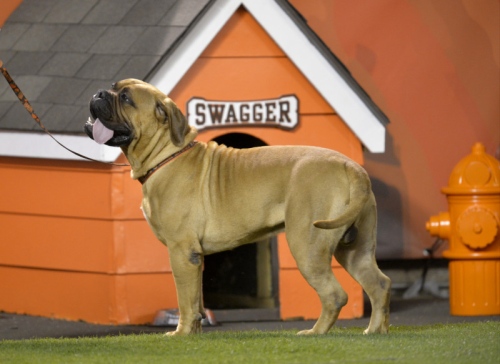 swagger cleveland browns sportsmascots wikia fandom flyers at university bernie