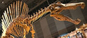 Fossil Spinosaurus