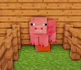 Pig puppy