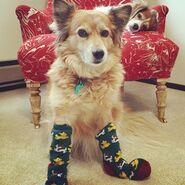 Dog holiday Dog holiday