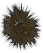 Palomilla