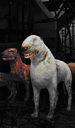 Blind dog