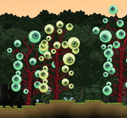 Eyepatch Mini Biome